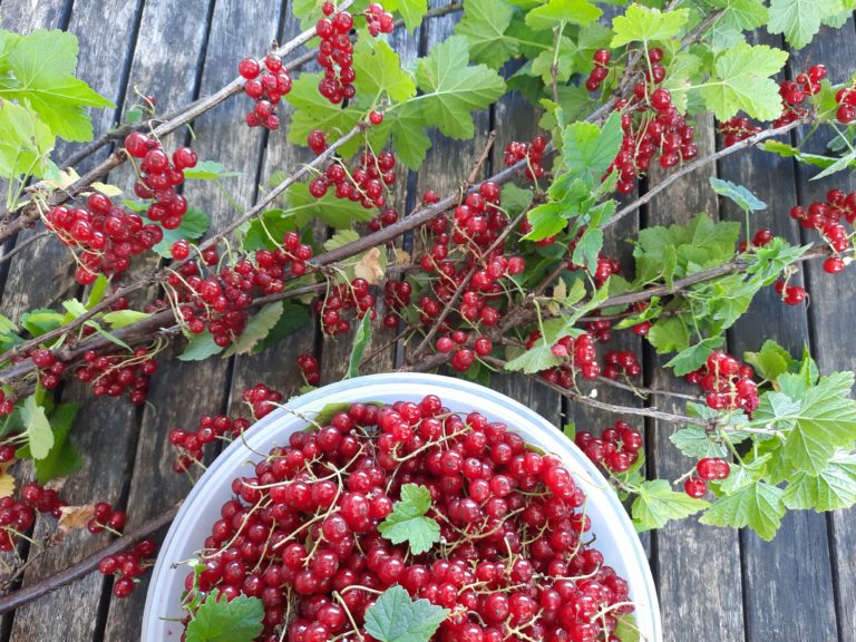 Read more about the article Rote und Weisse Johannisbeeren schneiden