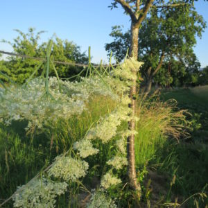 Holunderblütentee, Holunderblüten