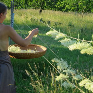 Holunderblütentee, Holunderblüten zum Trocknen