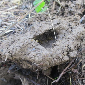 Nest von einer Maulwurfsgrille