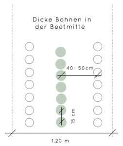 pflanzplan-dicke-bohnen